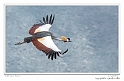 Grey Crowned Crane_HBB4265_Gallery Print